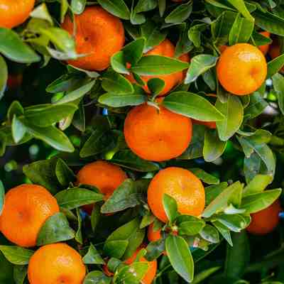 Mandarin