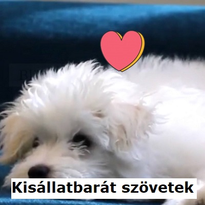 Kisállatbarát kanapék | Video